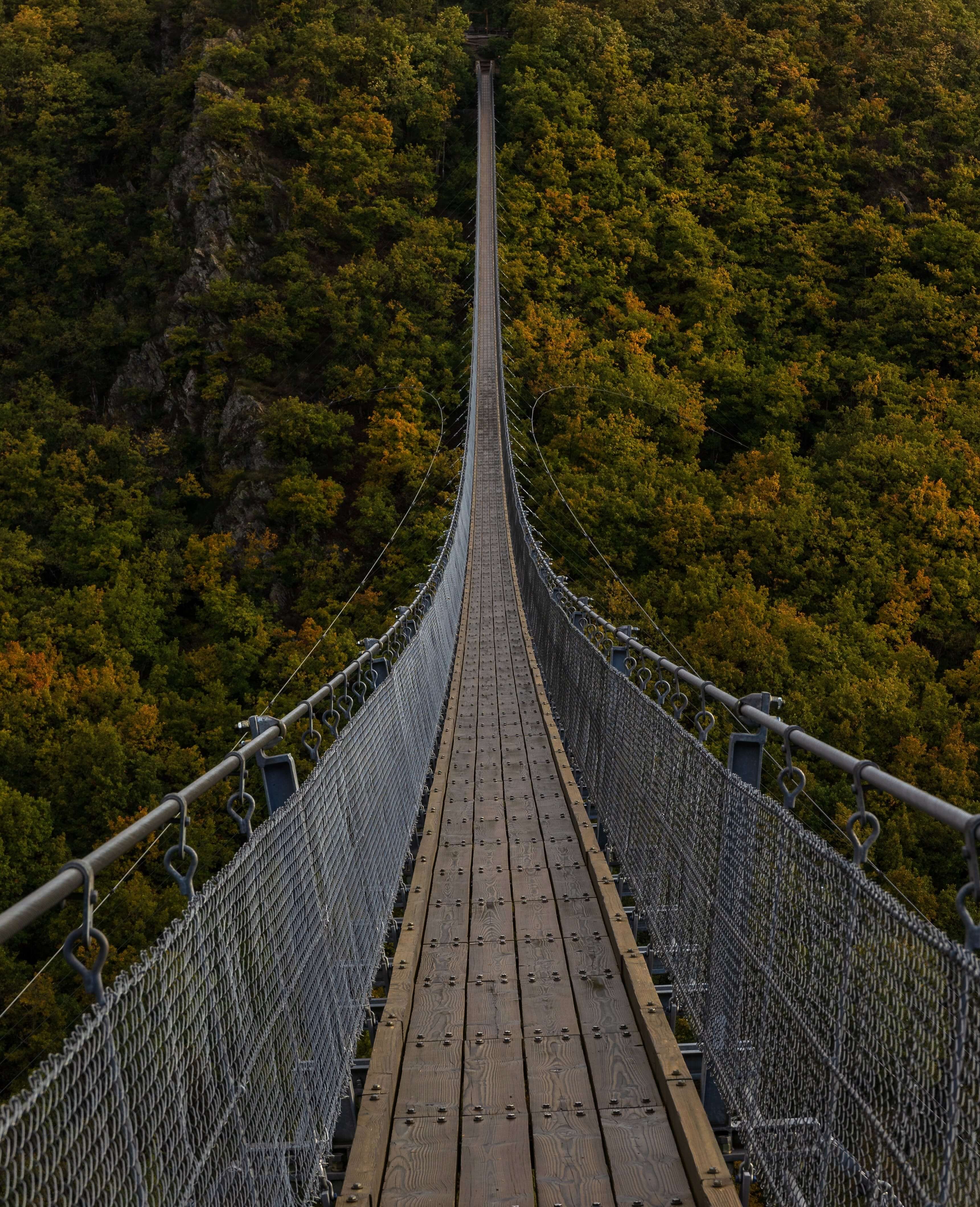 A very long, bridge over the forest...